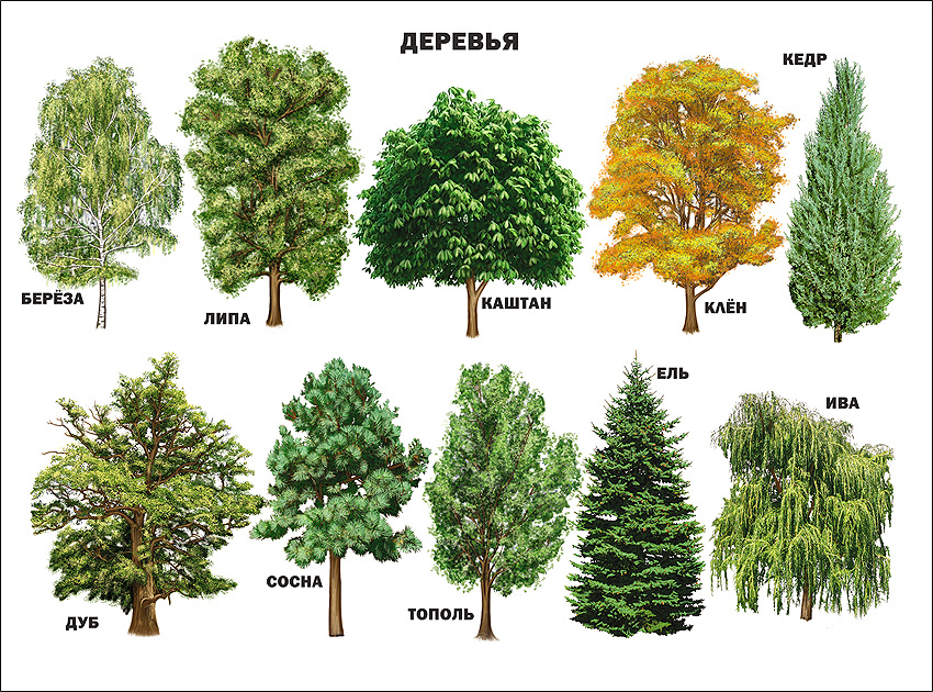 Виды деревьев картинки