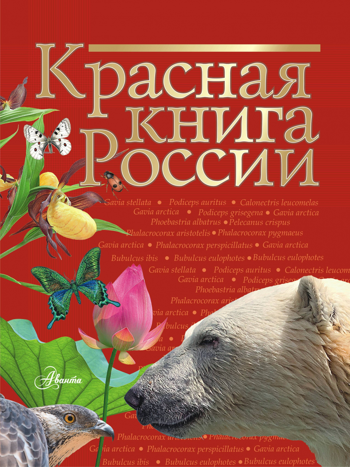 Красная Книга Где Купить